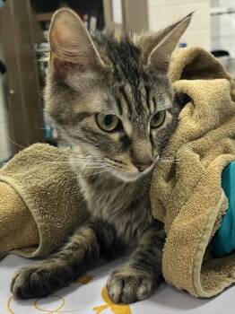 Domestic Medium Hair Cats Available for Adoption - ASPEN | PetCurious