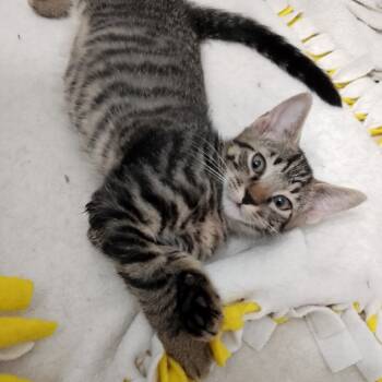 Rescue Domestic Short Hair Cats for Adoption in Durham, North Carolina - Triscuit | PetCurious