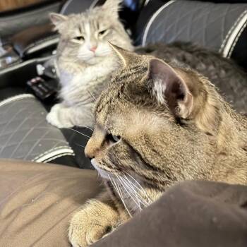 Tiger -  Domestic Short Hair Cat for Adoption in Chicago, Illinois - Tiger | PetCurious