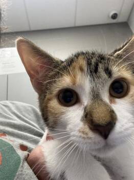 ZIZI -  Domestic Short Hair Cat for Adoption in Indianapolis, Indiana - ZIZI | PetCurious