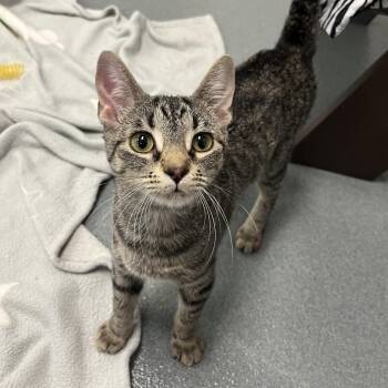 LuLu -  Domestic Short Hair Cat for Adoption in West Palm Beach, Florida - LuLu | PetCurious