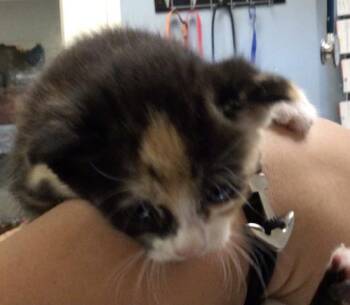 SNICKERS -  Domestic Short Hair Cat for Adoption in Riverside, California - SNICKERS | PetCurious