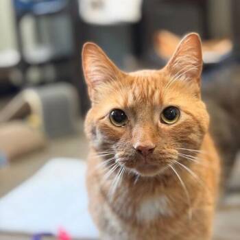Domestic Short Hair Cats Available for Adoption in Davenport, Iowa - Julius | PetCurious
