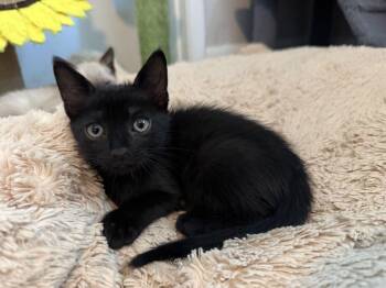 Cedar 7.20.26 -  Domestic Short Hair Cat for Adoption in Apopka, Florida - Cedar 7.20.26 | PetCurious