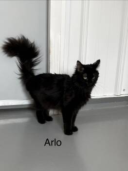 Arlo -  Domestic Long Hair Cat for Adoption in Big Rapids, Michigan - Arlo | PetCurious