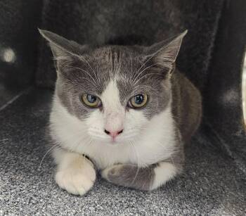 Mordechai -  Domestic Short Hair Cat for Adoption in Athens, Tennessee - Mordechai | PetCurious