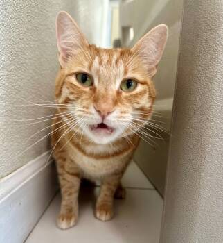 Rescue Domestic Short Hair Cats for Adoption in Atascadero, California - Mitsu | PetCurious