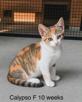 Calypso -  Domestic Short Hair Cat for Adoption in Fort Payne, Alabama - Calypso | PetCurious