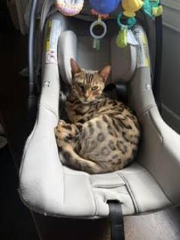 Yogi -  Bengal Cat for Adoption in Broomall, Pennsylvania - Yogi | PetCurious