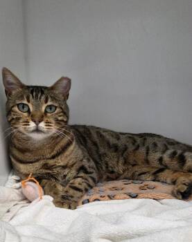 Perla -  Bengal Cat for Adoption in Delson, Quebec - Perla | PetCurious