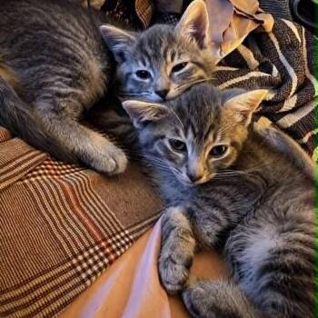 Viceroy -  Domestic Short Hair Cat for Adoption in Candler, North Carolina - Viceroy | PetCurious