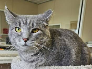 Rescue Domestic Short Hair Cats for Adoption in Fremont, Ohio - Helen | PetCurious