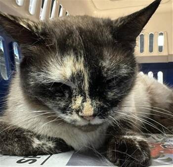 Domestic Short Hair Cats Available for Adoption - TIRAMISU | PetCurious