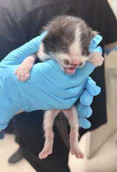 Domestic Short Hair Cats Available for Adoption in Riverside, California - A1906895 | PetCurious