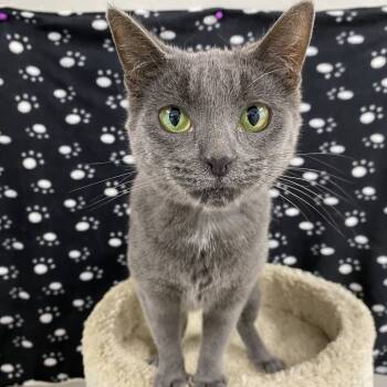 Rescue Domestic Short Hair Cats for Adoption in Puslinch, Ontario - Coretta | PetCurious