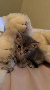 Aspen (new) -  Tiger Cat for Adoption in Zephyrhills, Florida - Aspen (new) | PetCurious