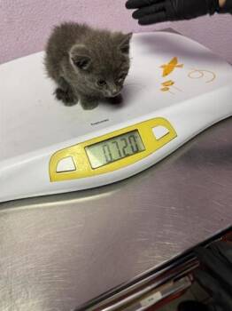 61724590 -  Domestic Short Hair Cat for Adoption in El Paso, Texas - 61724590 | PetCurious