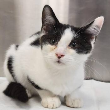 Davide -  Domestic Short Hair Cat for Adoption in Sarasota, Florida - Davide | PetCurious