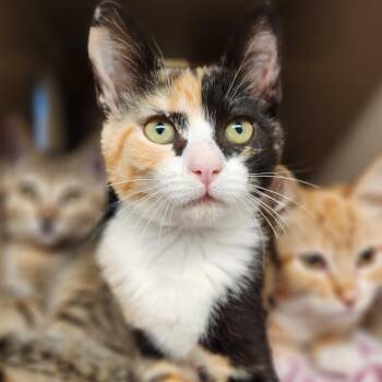 Yuffie -  Domestic Short Hair Cat for Adoption in Reno, Nevada - Yuffie | PetCurious