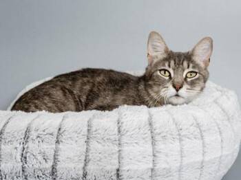 Domestic Short Hair Cats Available for Adoption in Longmont, Colorado - Meredith | PetCurious