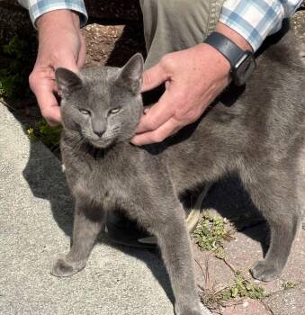 Russian Blue Cats Available for Adoption - Grayson (Hypoallergenic) | PetCurious