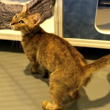Lucy -  Domestic Short Hair Cat for Adoption in Lodi, California - Lucy | PetCurious