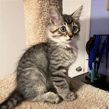 A1047177 Abby -  Domestic Short Hair Cat for Adoption in Pleasant Hill, California - A1047177 Abby | PetCurious