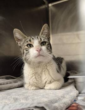 Domestic Short Hair Cats Available for Adoption in Hagerstown, Maryland - IRELAND | PetCurious