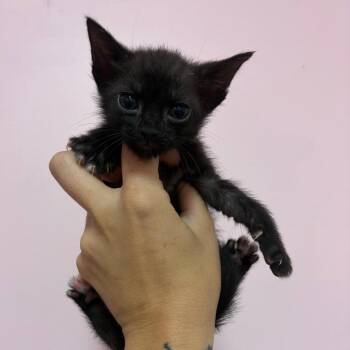 Shadow -  Domestic Short Hair Cat for Adoption in Webster, Texas - Shadow | PetCurious