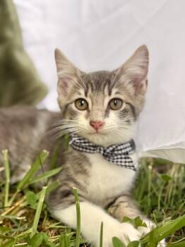 Lamine-Transport -  Domestic Short Hair Cat for Adoption in Gradyville, Kentucky - Lamine-Transport | PetCurious