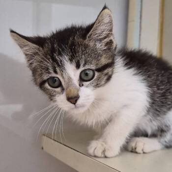 Cricket -  Domestic Short Hair Cat for Adoption in Cleveland, Mississippi - Cricket | PetCurious