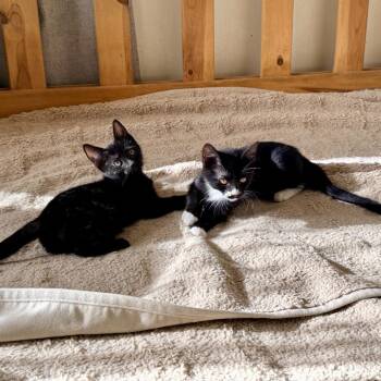 Missy Elliott -  Domestic Short Hair Cat for Adoption in Los Angeles, California - Missy Elliott | PetCurious