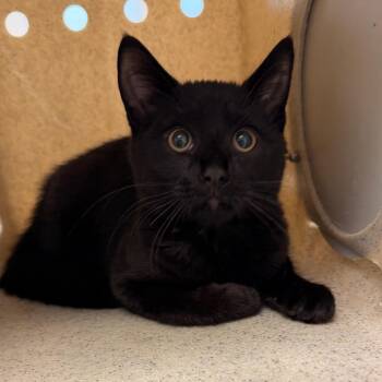 loki -  Domestic Short Hair Cat for Adoption in Philadelphia, Pennsylvania - Loki | PetCurious