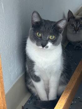 Rescue Domestic Short Hair Cats for Adoption in Grand Junction, Colorado - Bella | PetCurious