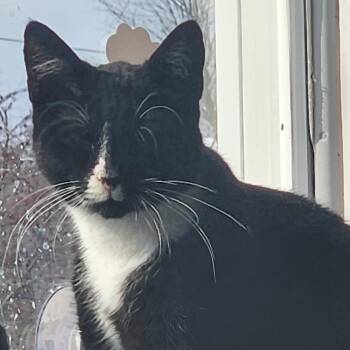 Francies -  Domestic Short Hair Cat for Adoption in Tama, Iowa - Francies | PetCurious
