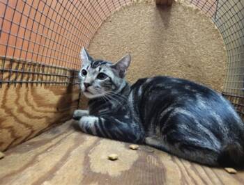 A143105 -  Domestic Short Hair Cat for Adoption in Burbank, California - A143105 | PetCurious