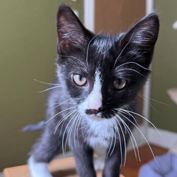 Bookworm -  Domestic Short Hair Cat for Adoption in Richmond, Virginia - Bookworm | PetCurious