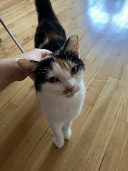 Rescue Domestic Short Hair Cats for Adoption in New York, New York - Opaka | PetCurious