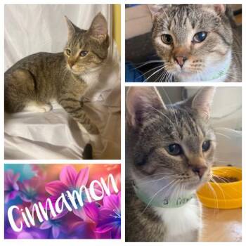 Rescue Domestic Short Hair Cats for Adoption in Newberg, Oregon - Cinnamon | PetCurious