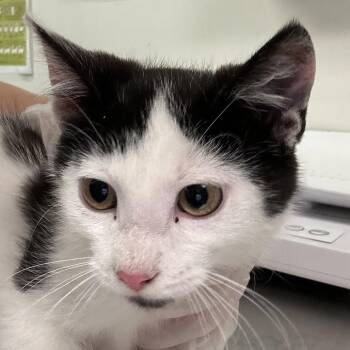 Timmy -  Domestic Short Hair Cat for Adoption in Charleston, West Virginia - Timmy | PetCurious