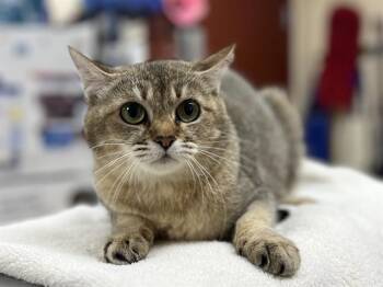 Rescue Domestic Short Hair Cats for Adoption in Aliquippa, Pennsylvania - IGGY | PetCurious