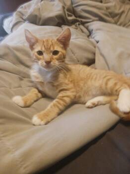 Fireball (3054) -  Domestic Short Hair Cat for Adoption in Zephyrhills, Florida - Fireball (3054) | PetCurious