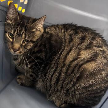 Domestic Short Hair Cats Available for Adoption in Indianapolis, Indiana - Snuggs | PetCurious