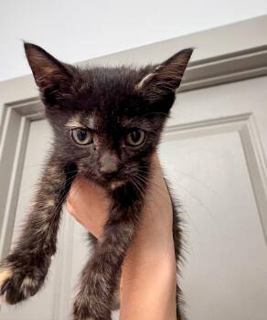 soleste -  Tortoiseshell Cat for Adoption in Columbia, South Carolina - Soleste | PetCurious