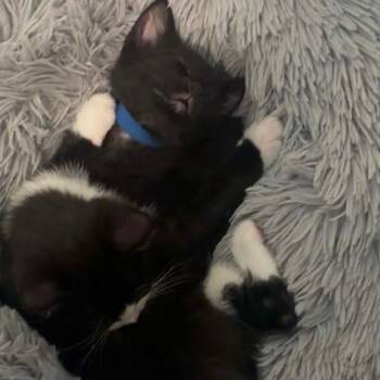 Rosemary -  Domestic Short Hair Cat for Adoption in Bel Air, Maryland - Rosemary | PetCurious