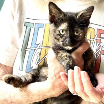 Rescue Tortoiseshell Cats for Adoption in Sequatchie, Tennessee - Chevy-girl | PetCurious