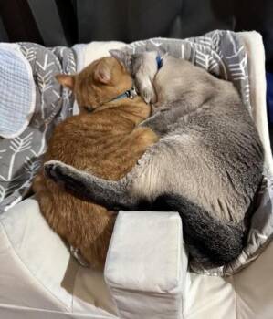 Cheeto & Loki -  Siamese and Tabby Cat for Adoption in Liverpool, Texas - Cheeto & Loki | PetCurious