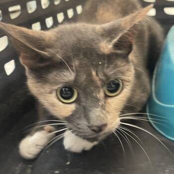 Shiloh -  Domestic Short Hair Cat for Adoption in Philadelphia, Pennsylvania - Shiloh | PetCurious