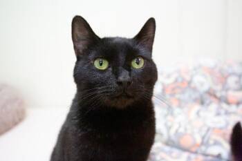 Pivi -  Domestic Short Hair Cat for Adoption in Arlington, Washington - Pivi | PetCurious