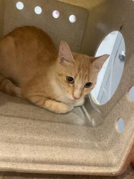 LILLY -  Domestic Short Hair Cat for Adoption in Tallahassee, Florida - LILLY | PetCurious